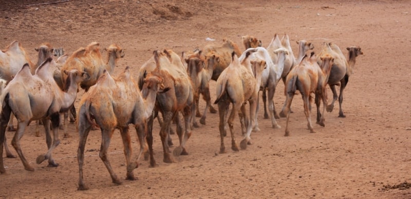 Camels in desert Taukum. Almaty of province.